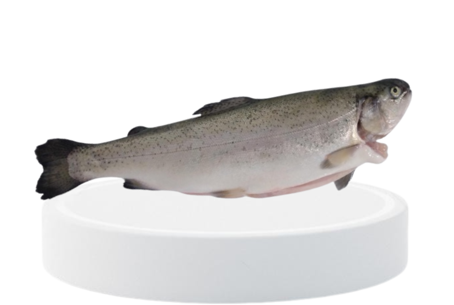 Whole trout